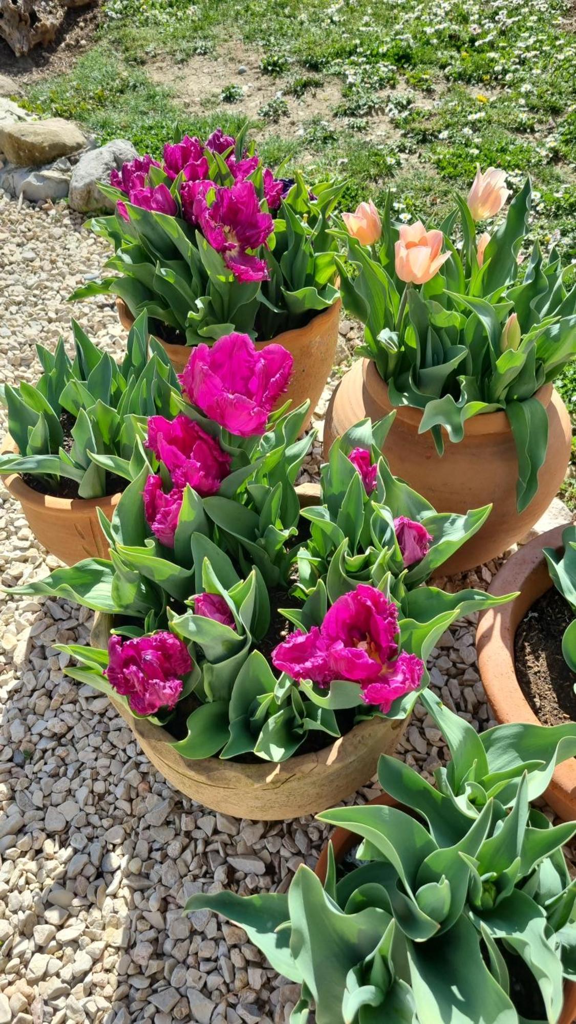 Mas Tulipe de Soie Bevons Exterior foto