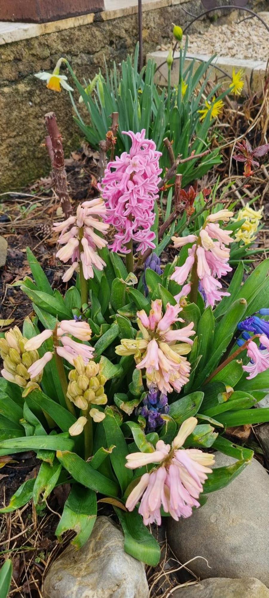 Mas Tulipe de Soie Bevons Exterior foto